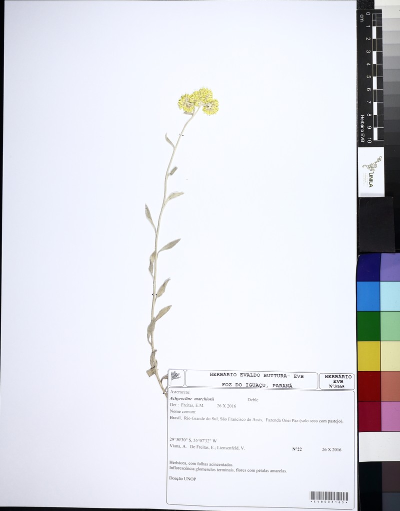 Achyrocline marchiorii