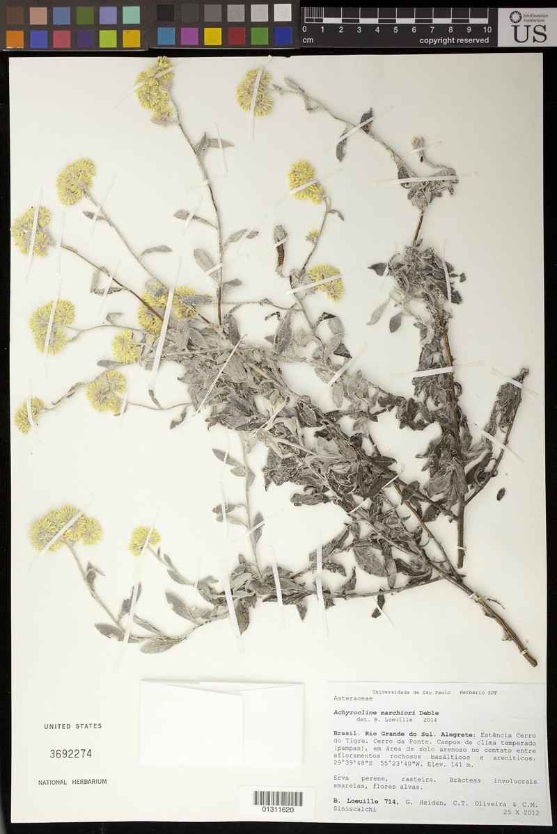 Achyrocline marchiorii photo 2