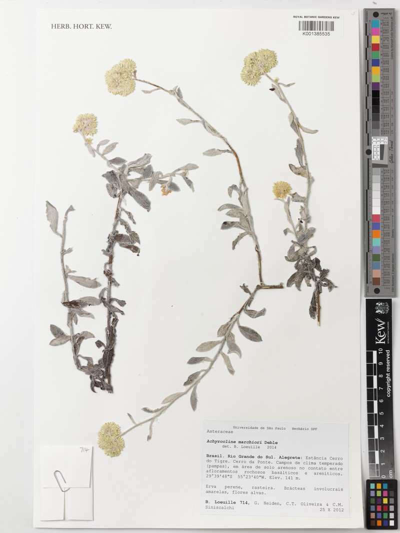 Achyrocline marchiorii photo 3
