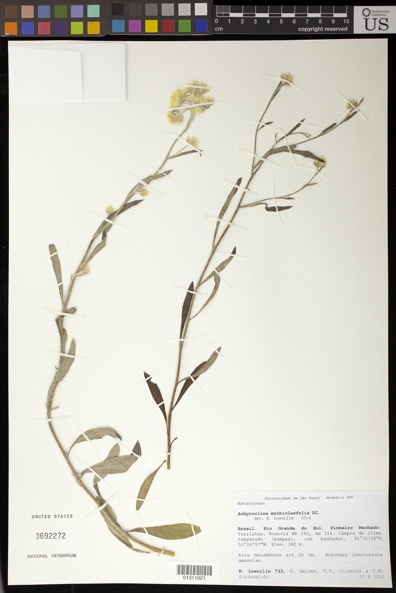 Achyrocline mathiolifolia photo 2