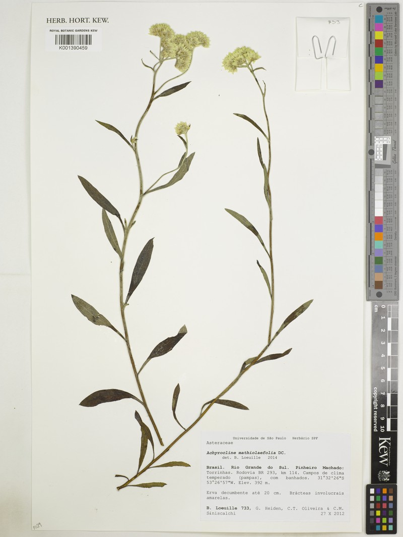 Achyrocline mathiolifolia