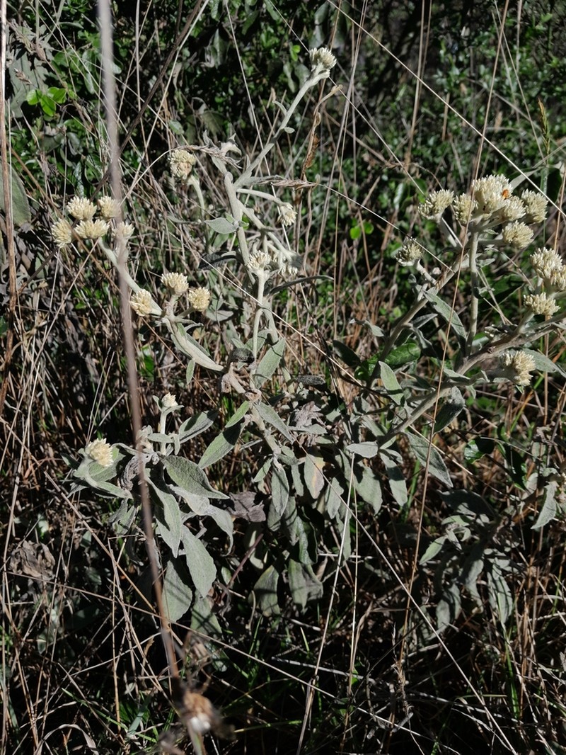 Achyrocline mollis photo 2