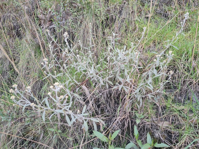 Achyrocline mollis photo 4