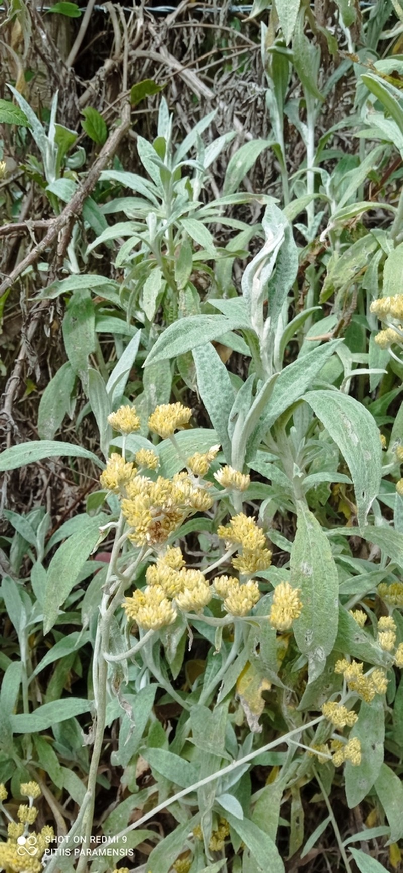 Achyrocline mollis photo 5