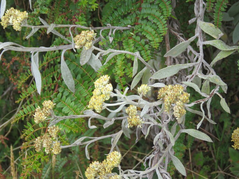 Achyrocline mollis photo 6