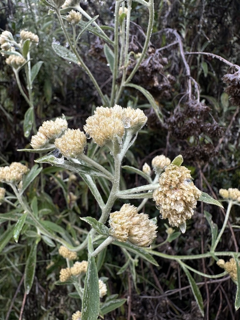 Achyrocline mollis photo 7