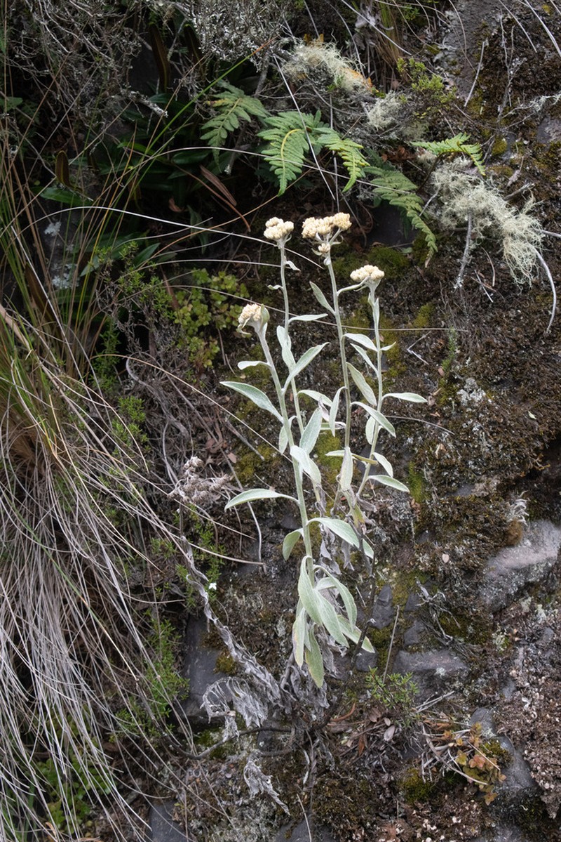 Achyrocline mollis photo 8
