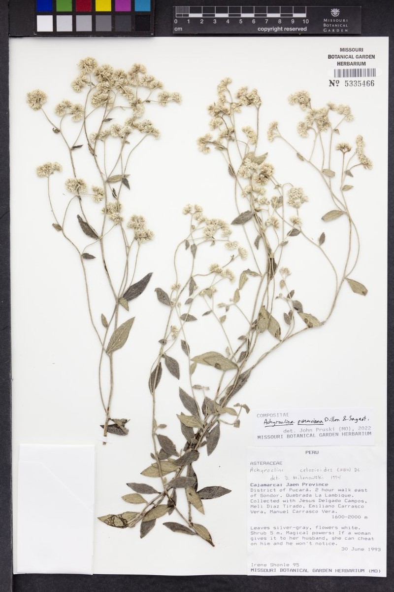 Achyrocline peruviana