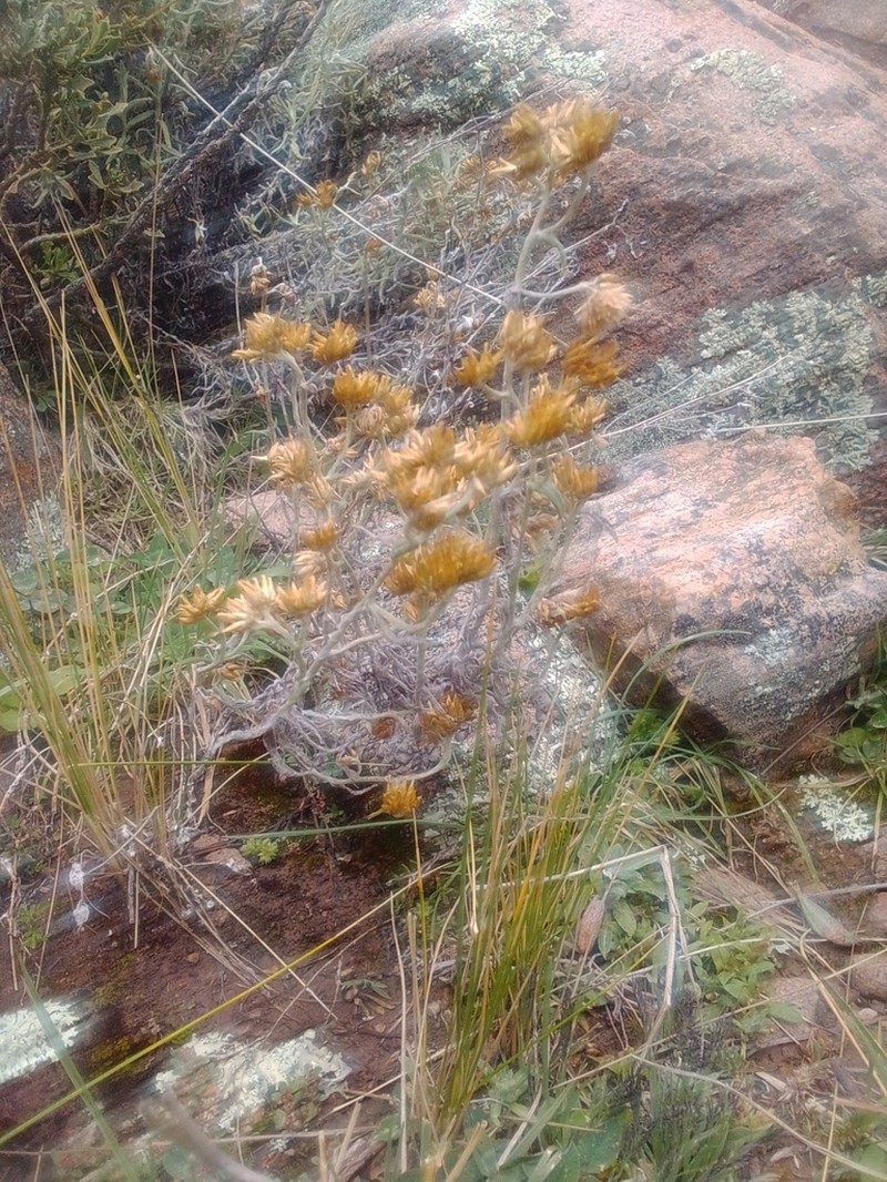 Achyrocline ramosissima