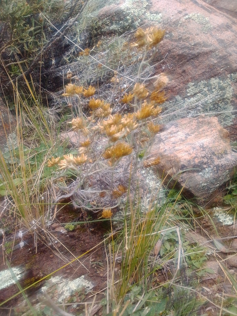 Achyrocline ramosissima photo 4
