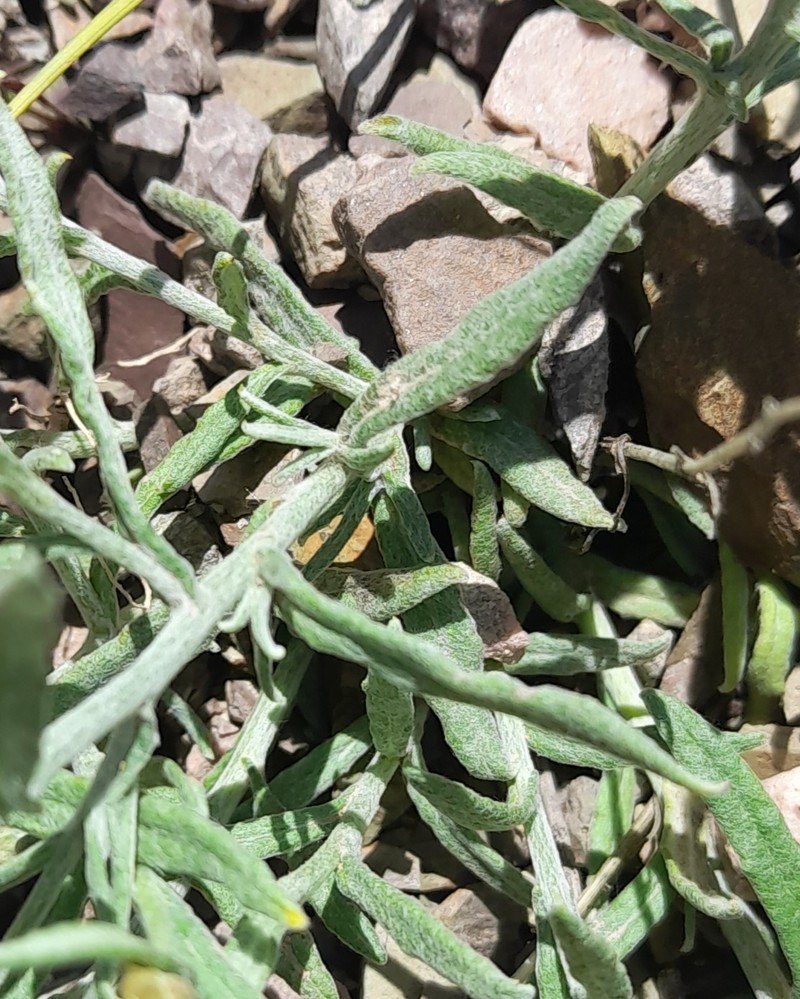 Achyrocline ramosissima photo 5