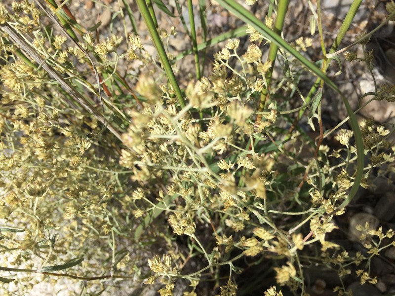 Achyrocline ramosissima photo 6