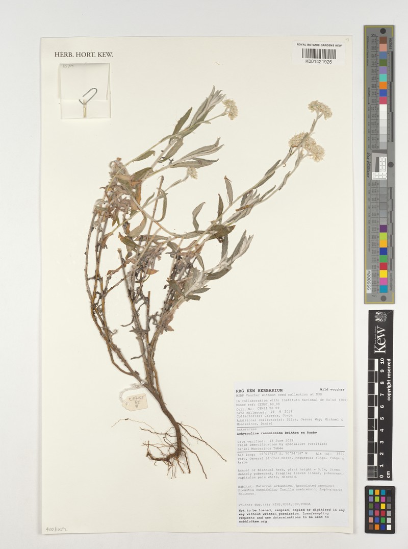 Achyrocline ramosissima photo 7