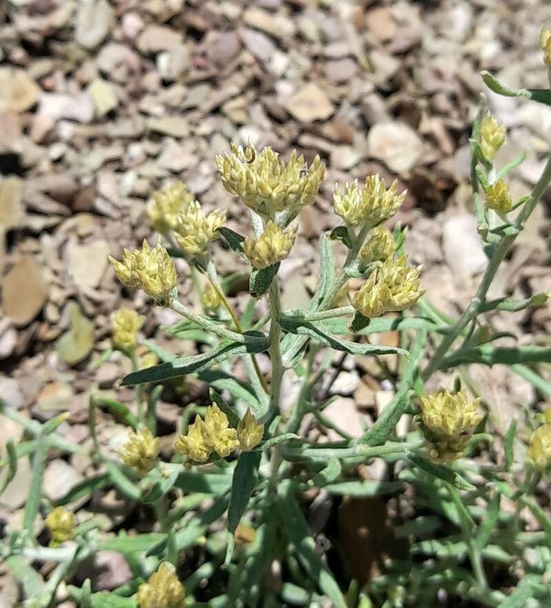 Achyrocline ramosissima photo 8