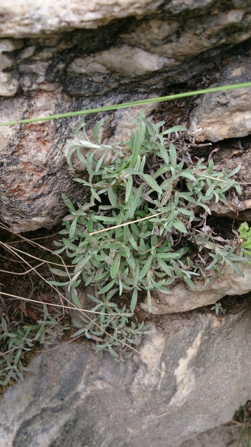 Achyrocline rupestris photo 2