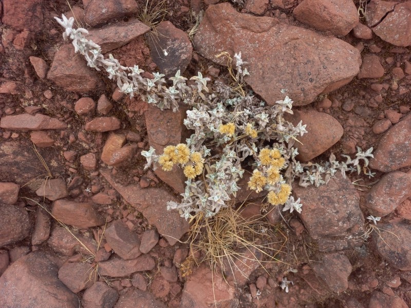 Achyrocline rupestris