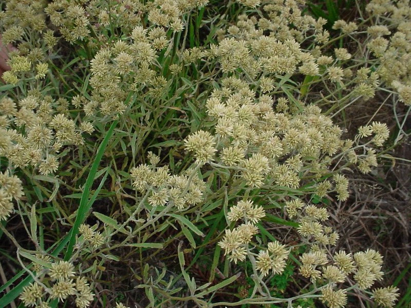 Achyrocline saturejoides