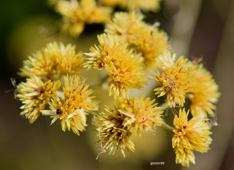 Achyrocline saturejoides photo 2