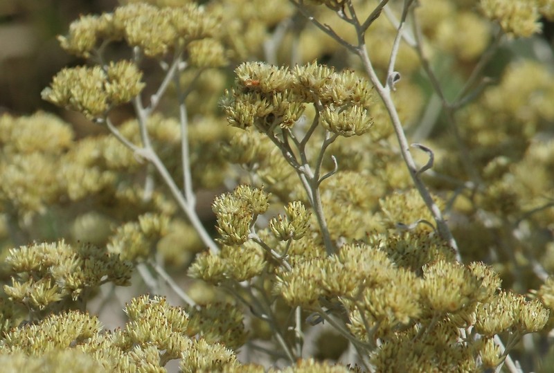 Achyrocline saturejoides photo 3