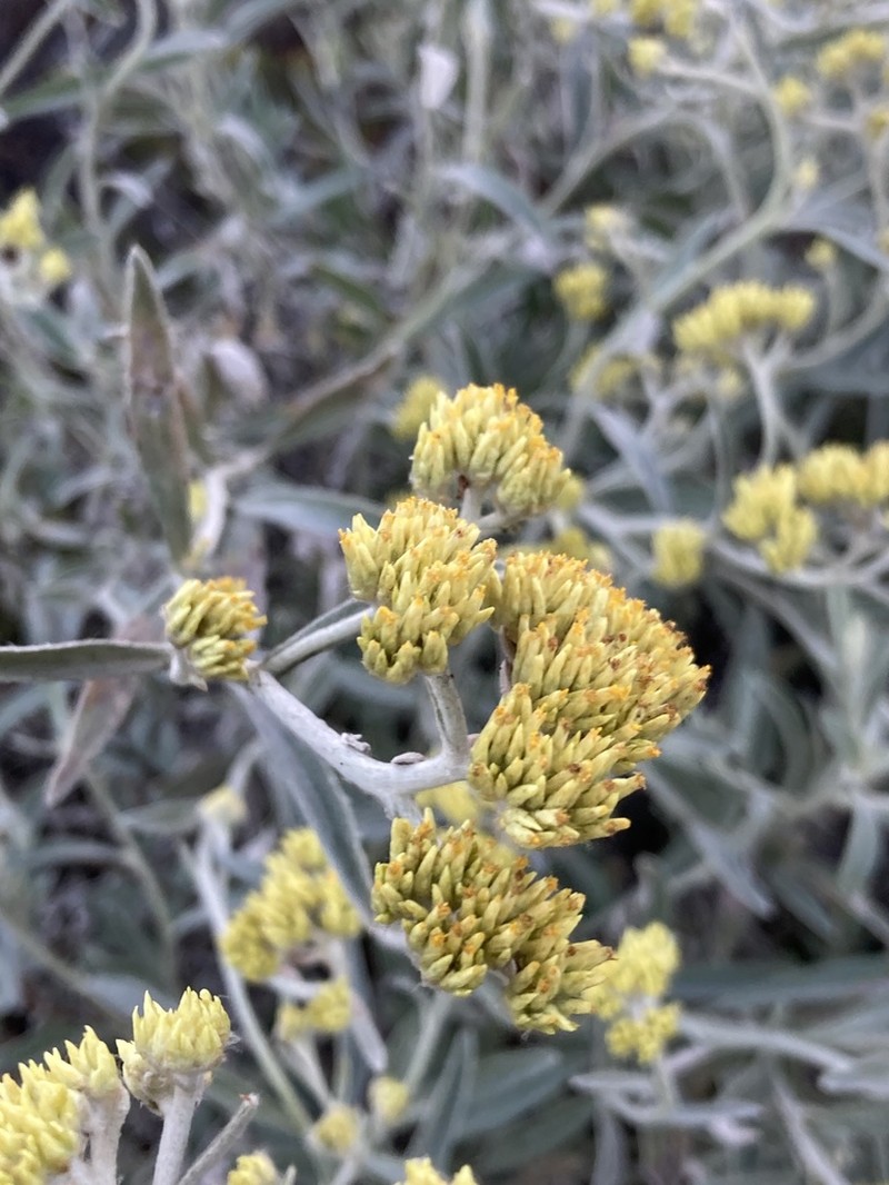 Achyrocline saturejoides photo 4