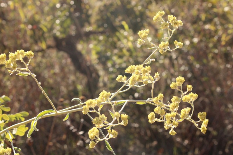 Achyrocline saturejoides photo 5