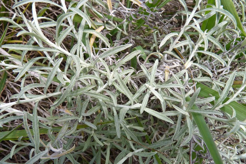 Achyrocline saturejoides photo 7