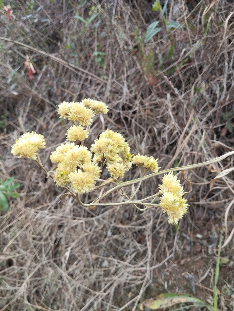 Achyrocline saturejoides photo 8