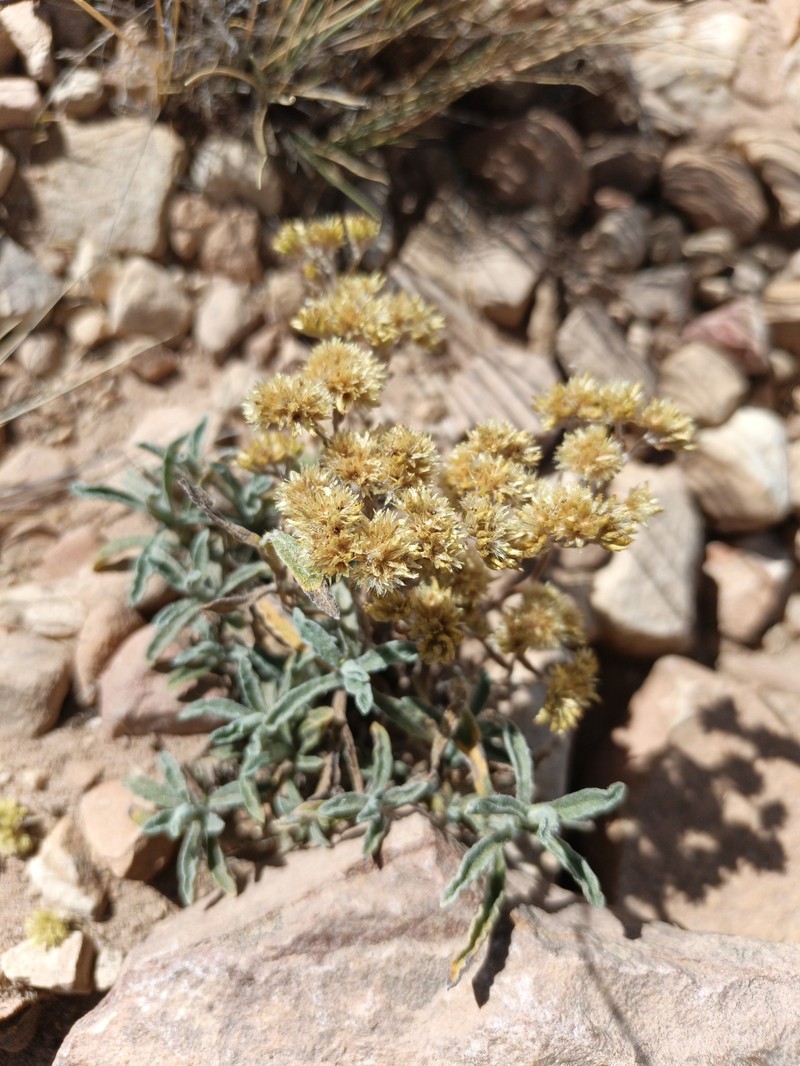 Achyrocline tomentosa photo 2