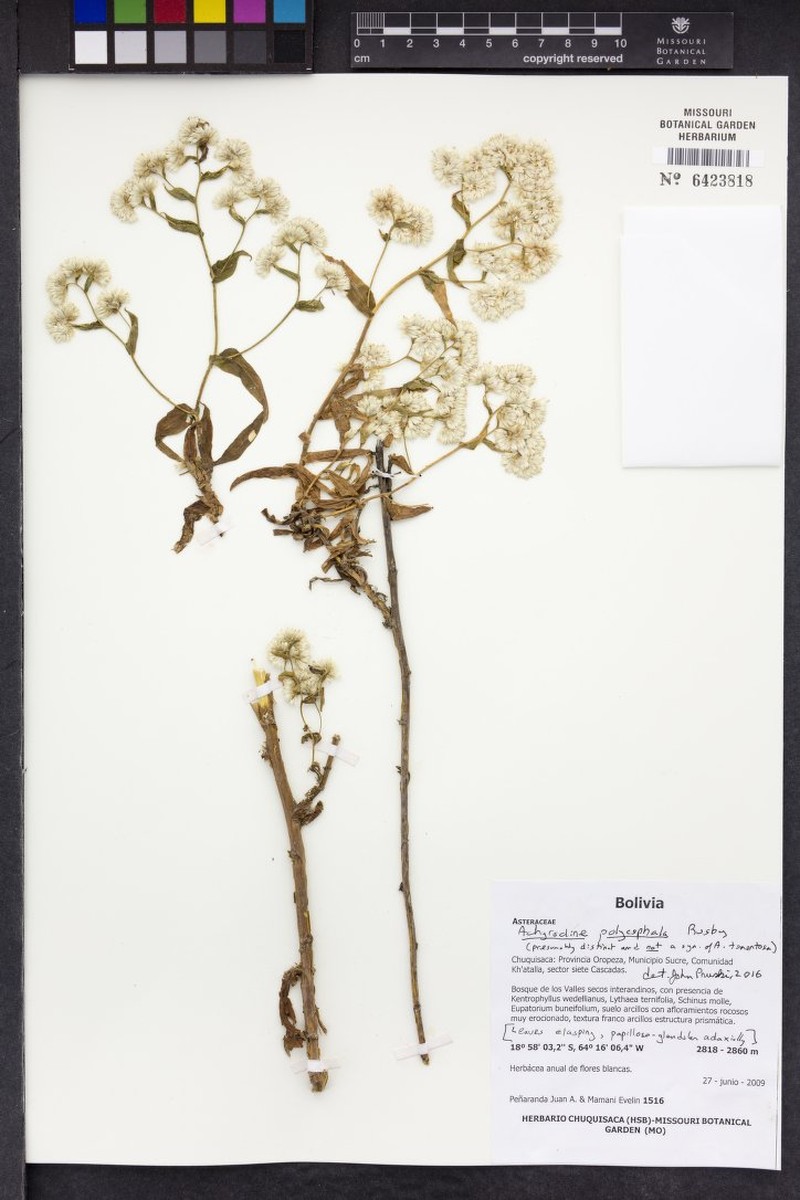 Achyrocline tomentosa photo 3