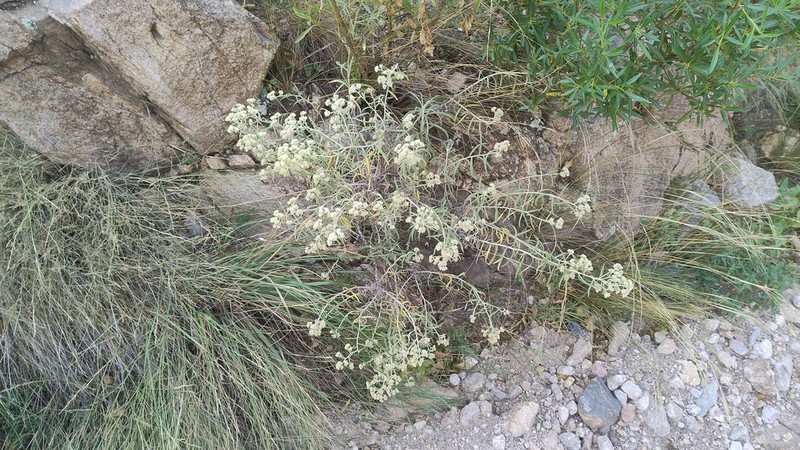 Achyrocline tomentosa photo 4