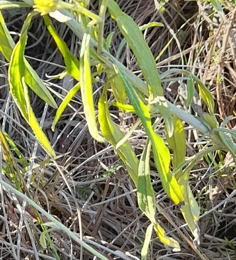 Achyrocline tomentosa photo 5