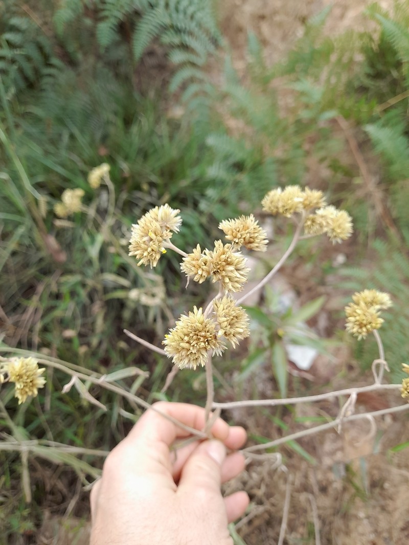 Achyrocline vargasiana photo 2