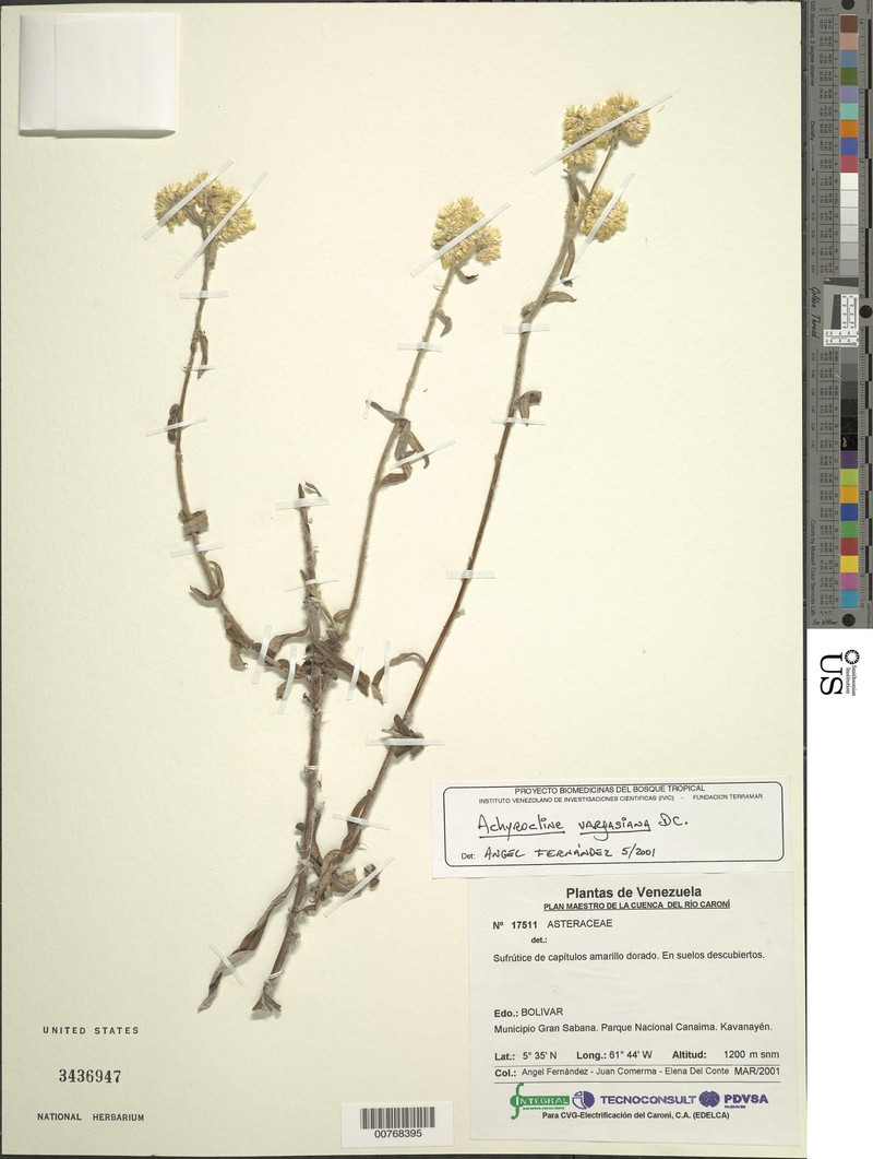 Achyrocline vargasiana photo 4