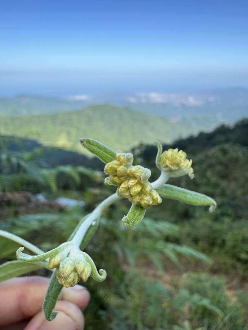 Achyrocline vargasiana