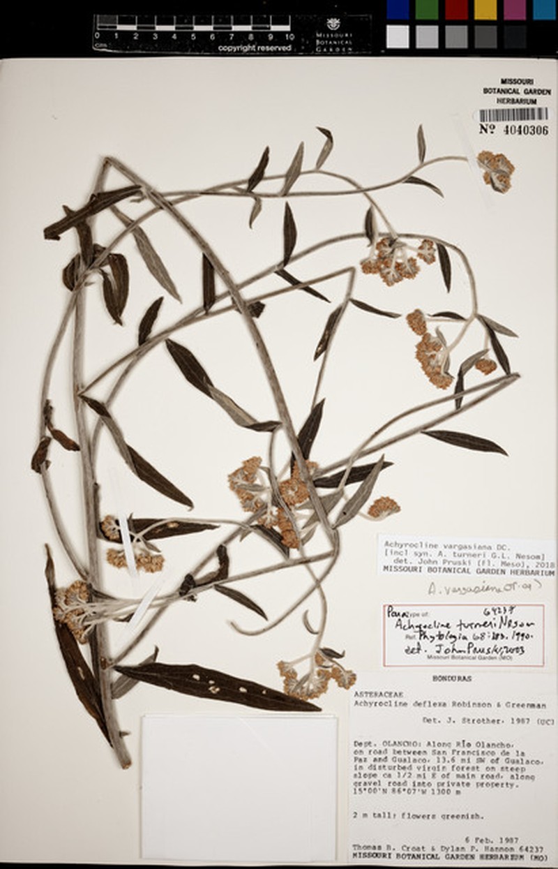 Achyrocline vargasiana photo 4