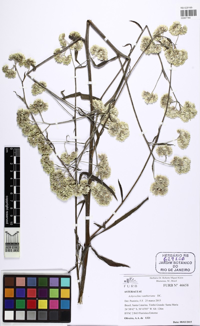 Achyrocline vauthieriana photo 2