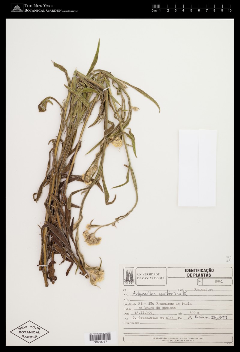 Achyrocline vauthieriana photo 3