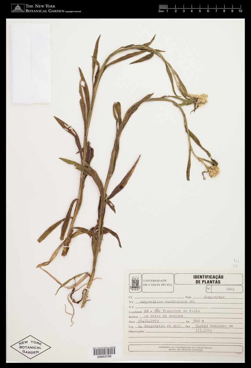 Achyrocline vauthieriana photo 4