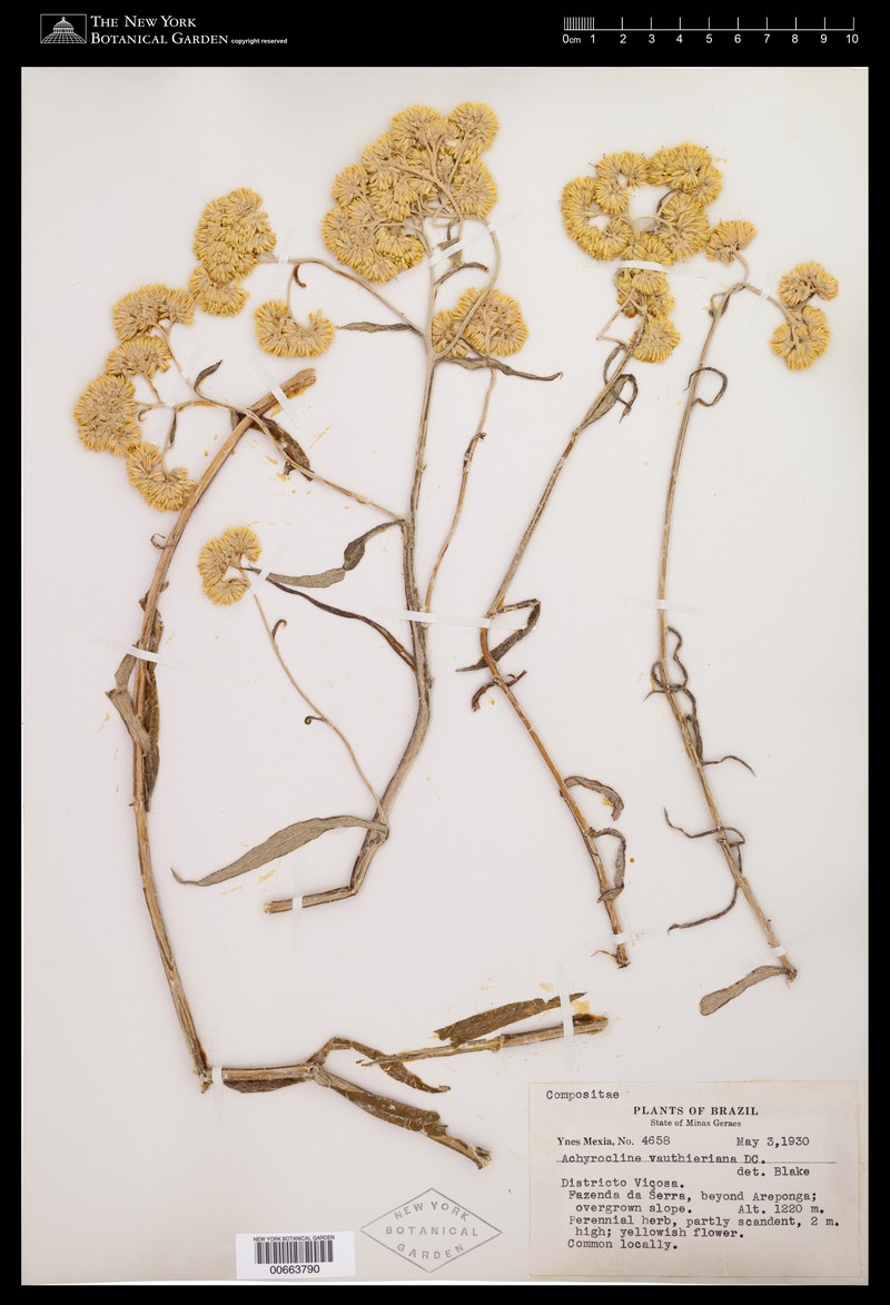 Achyrocline vauthieriana photo 5