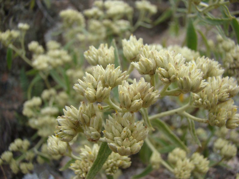 Achyrocline venosa