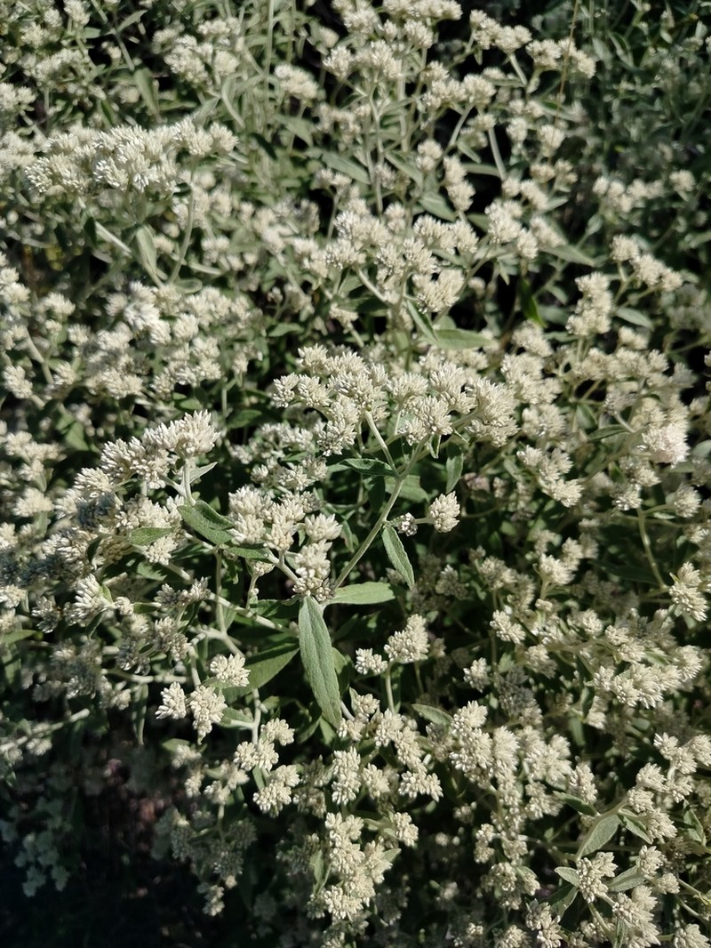 Achyrocline venosa photo 2