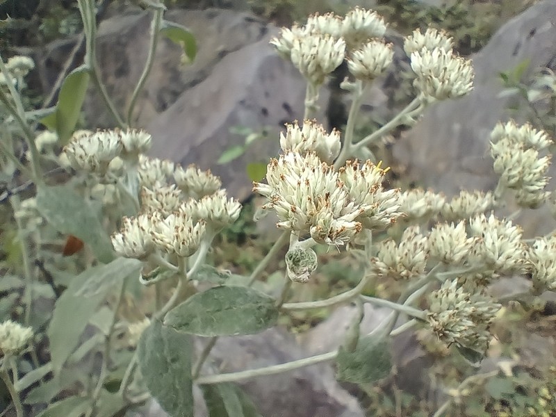 Achyrocline venosa photo 3