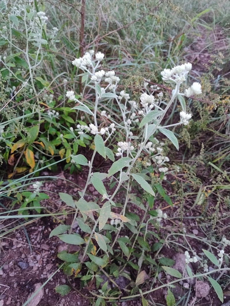 Achyrocline venosa photo 4