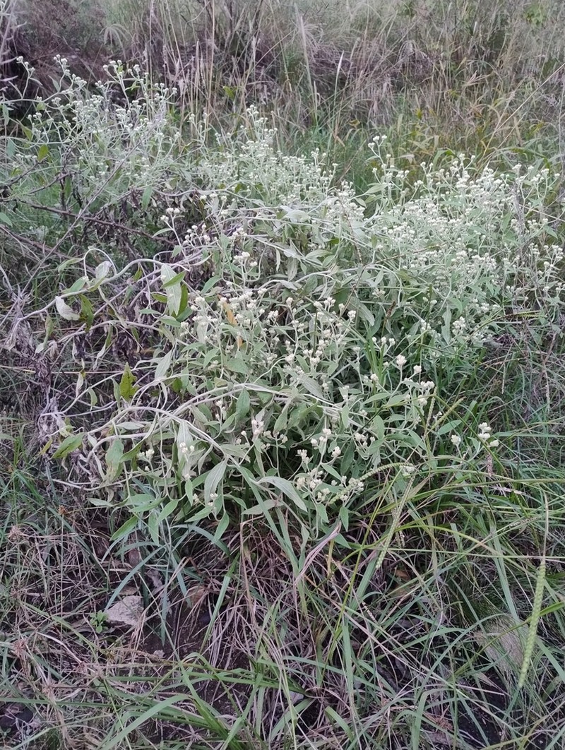 Achyrocline venosa photo 5