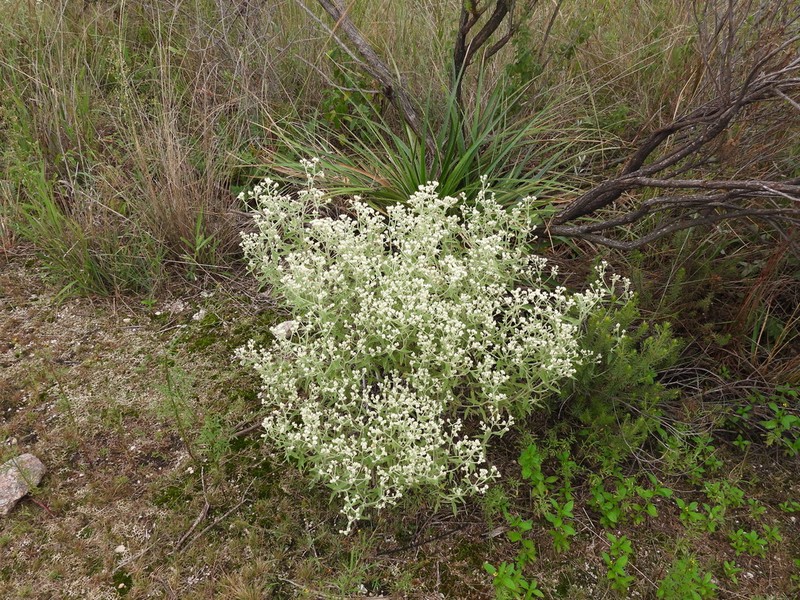 Achyrocline venosa photo 6