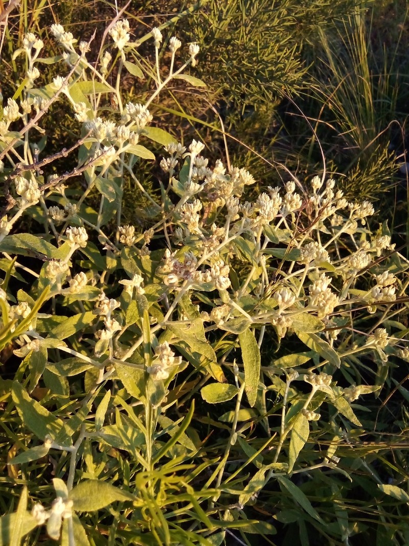 Achyrocline venosa photo 7