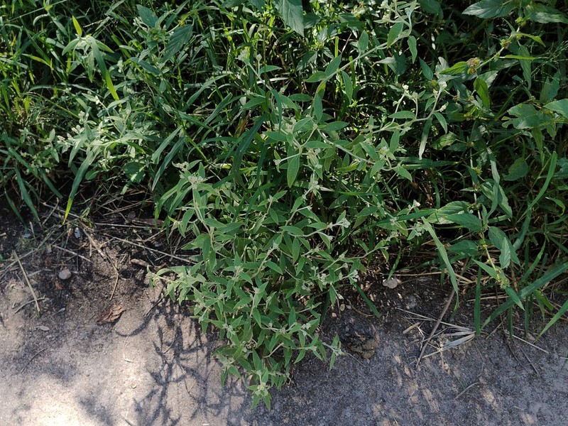 Achyrocline venosa photo 8