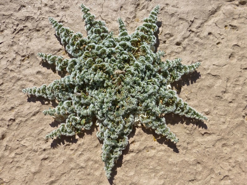 Onyxflower photo 3