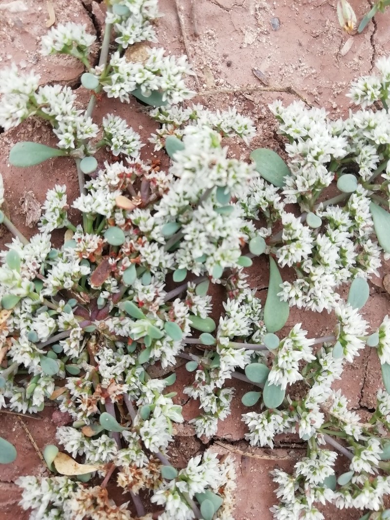 Onyxflower photo 8