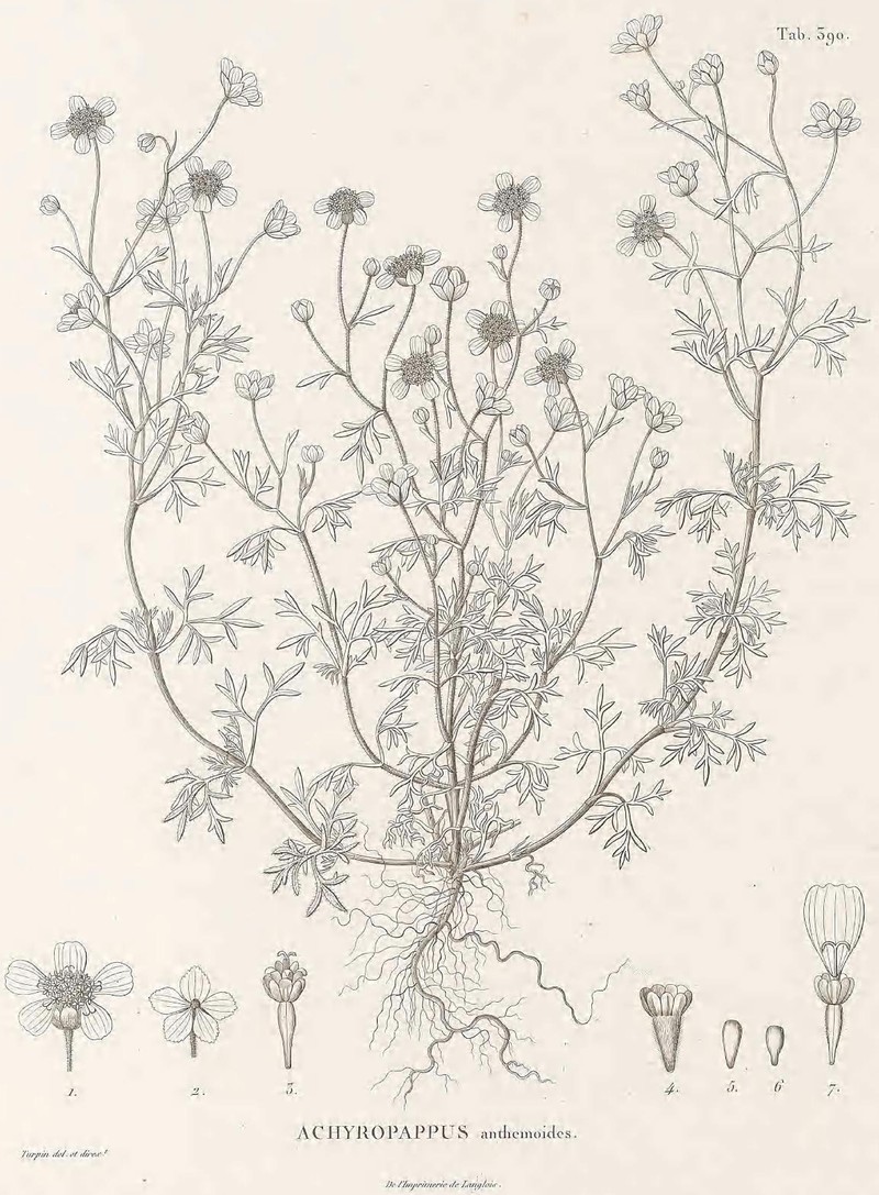 Achyropappus anthemoides